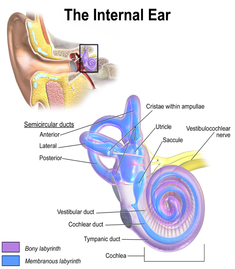 The Inner Ear
