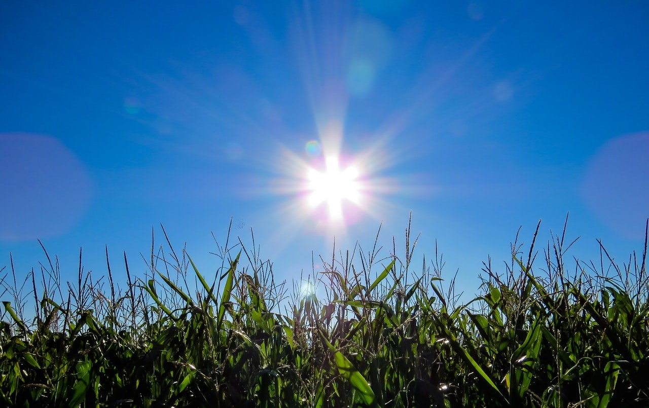 Learn more about the Sun vitamin